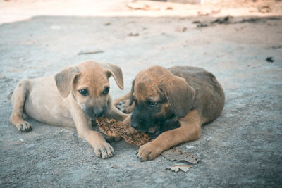 Dogs sitting on a land