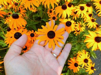 Cropped image of hand touching black-eyed susan