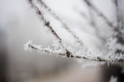Close-up of frozen branch against sky