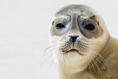 Portrait of seal against white background