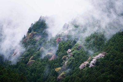 Scenic view of waterfall in forest against sky