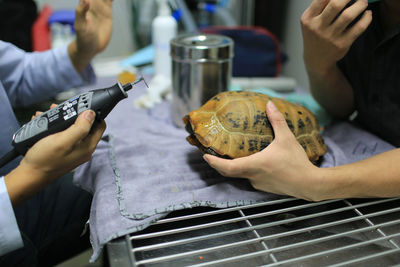 Midsection of veterinarians holding tortoise shell