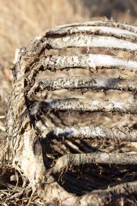 Close-up animal bones