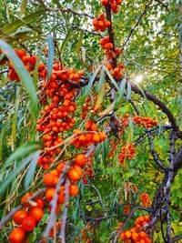 Orange fruits on tree