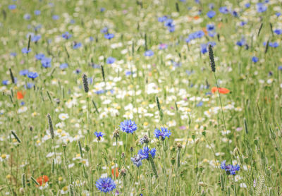 Close-up of purple flowers in meadow