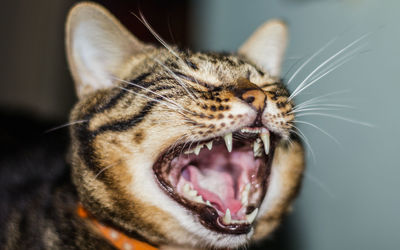 Close-up of cat yawning