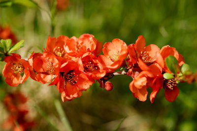 Close-up of red flowering plant