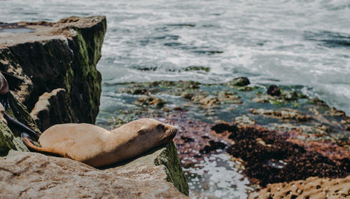 Seal on rock at beach