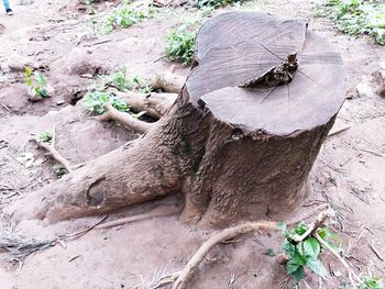 High angle view of lizard on tree stump