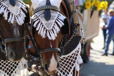 Close-up of horse cart on street