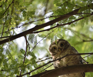 Low angle view of bird perching on branch