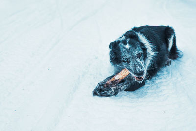 High angle view of dog sitting on snowy field