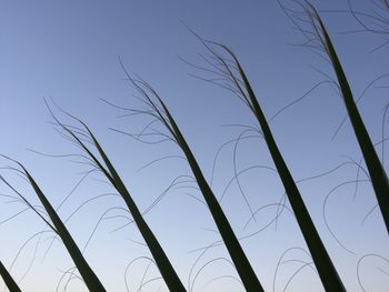 Low angle view of wheat plants against clear sky