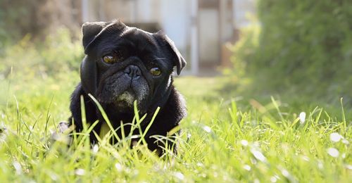 Dog standing on grassy field