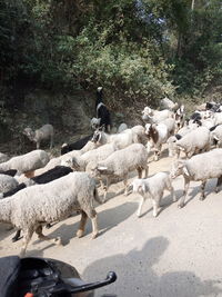 View of sheep on the road