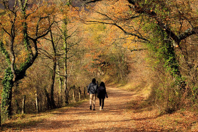 Rear view of men walking in forest