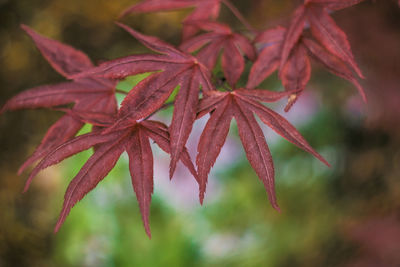 Close-up of red leaves on plant