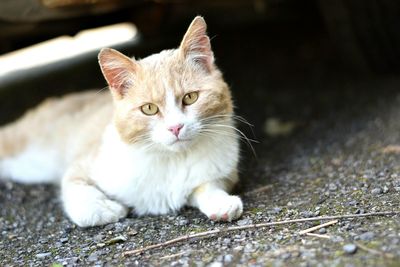 Close-up portrait of cat