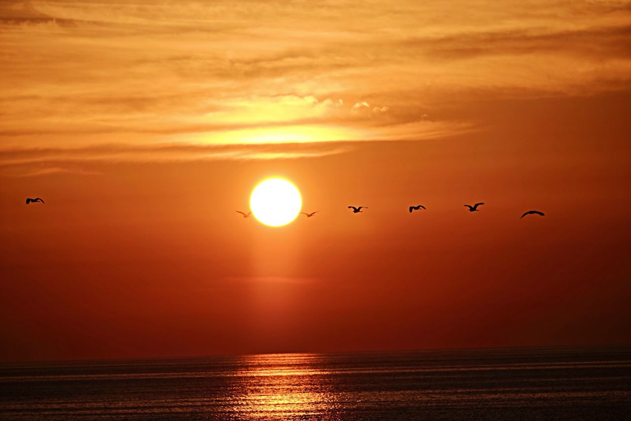 sunset, sun, scenics, horizon over water, orange color, sea, tranquil scene, bird, water, beauty in nature, tranquility, sky, flying, silhouette, idyllic, nature, reflection, waterfront, animal themes, cloud - sky