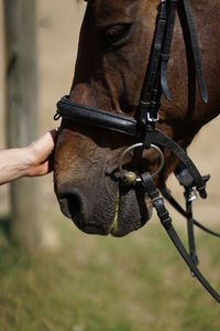 Close up of female hand stroking a brown horse nose- tenderness and caring for animals concept.