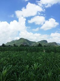 Countryside landscape with mountain range in background