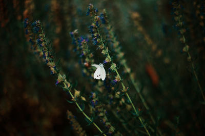 Close-up of purple flowering plants on field