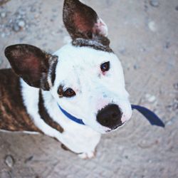 High angle portrait of dog on city street