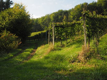 Trees in forest