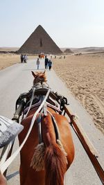 Rear view of horse on desert against sky