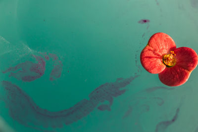 High angle view of jellyfish in sea