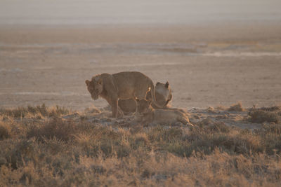 View of a horse on field