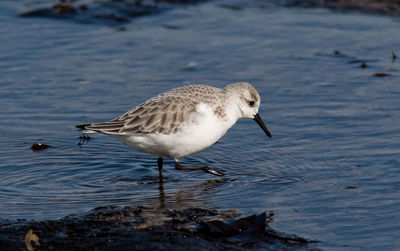 Seagull on a lake