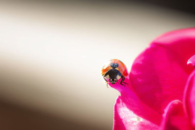 Close-up of ladybug on flower