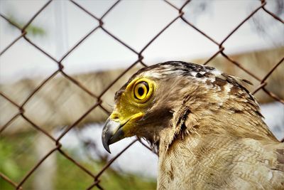 Close-up of a bird's head