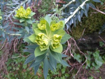 Close-up of flowers