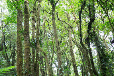 Low angle view of trees in forest