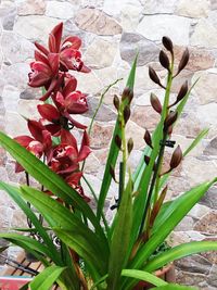 Close-up of flowers blooming outdoors