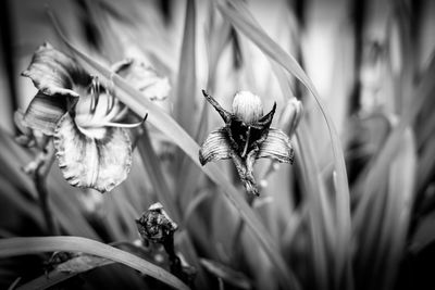 Close-up of bee pollinating flower