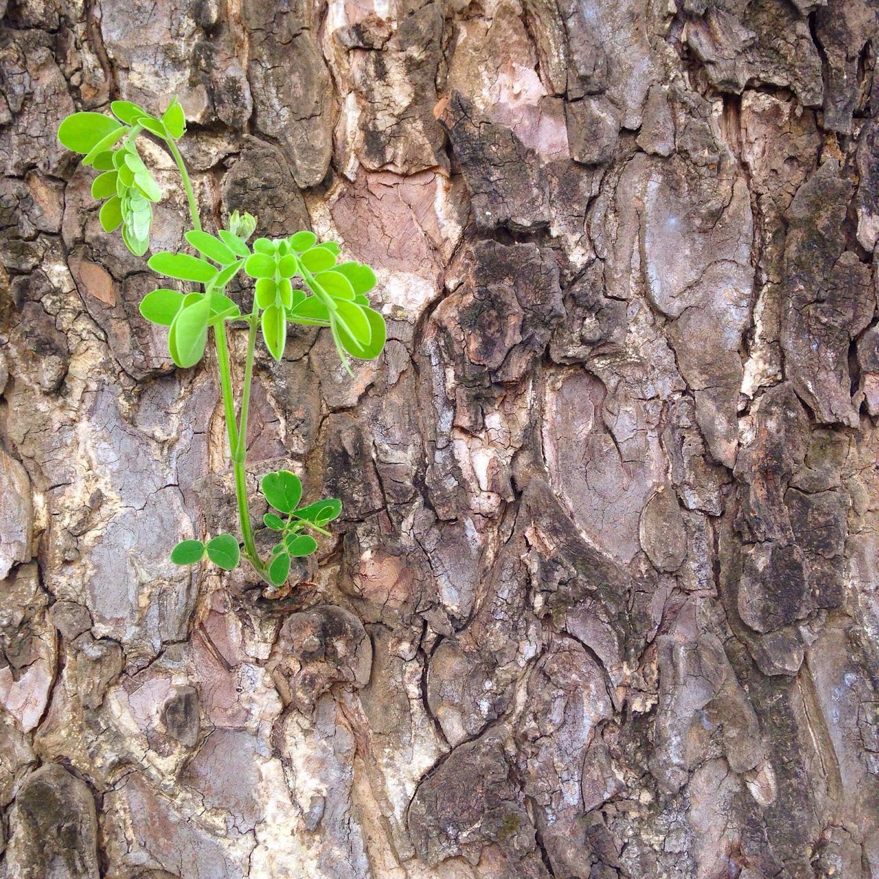 growth, leaf, plant, nature, green color, high angle view, textured, close-up, growing, tree trunk, rough, day, outdoors, no people, botany, freshness, fragility, natural pattern, ground, beauty in nature