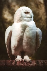 Close-up of snow owl