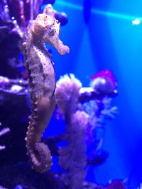 Close-up of jellyfish swimming in aquarium