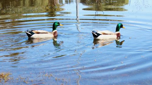 Ducks swimming in lake