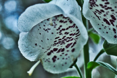 Close-up of white flowering plant