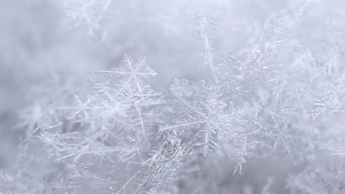 Close-up of snowflakes on glass