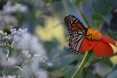 Close-up of butterfly pollinating on flower