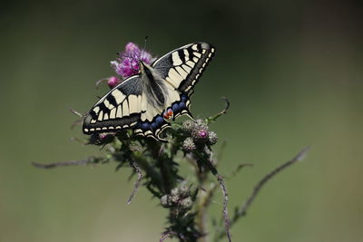 Swallowtail butterfly on flower