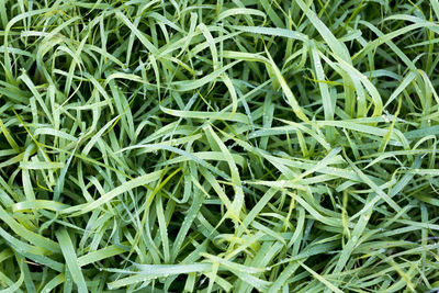 Full frame shot of fresh green field