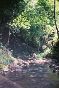 Scenic view of river in forest