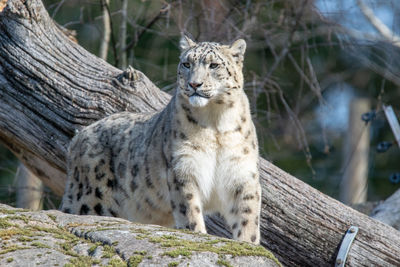 Cat looking away in zoo