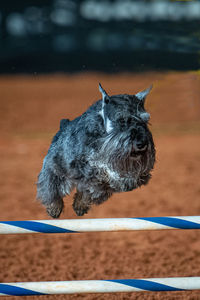 Close-up of dog looking away